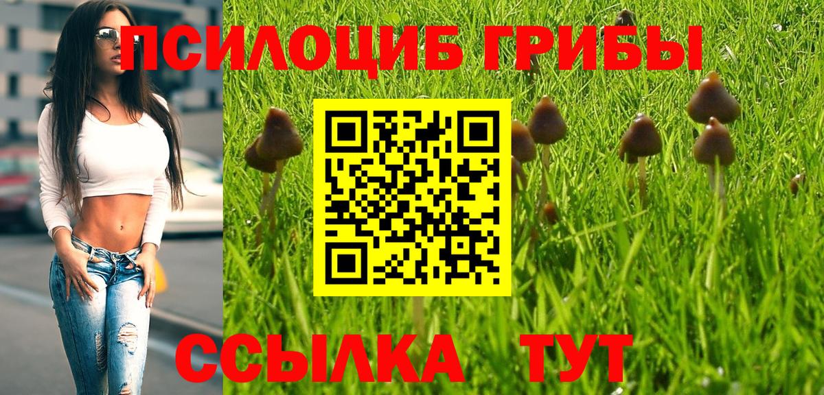 как найти наркотики  Галлюциногенные грибы Psilocybe  Вход с VPN  Михайловка 